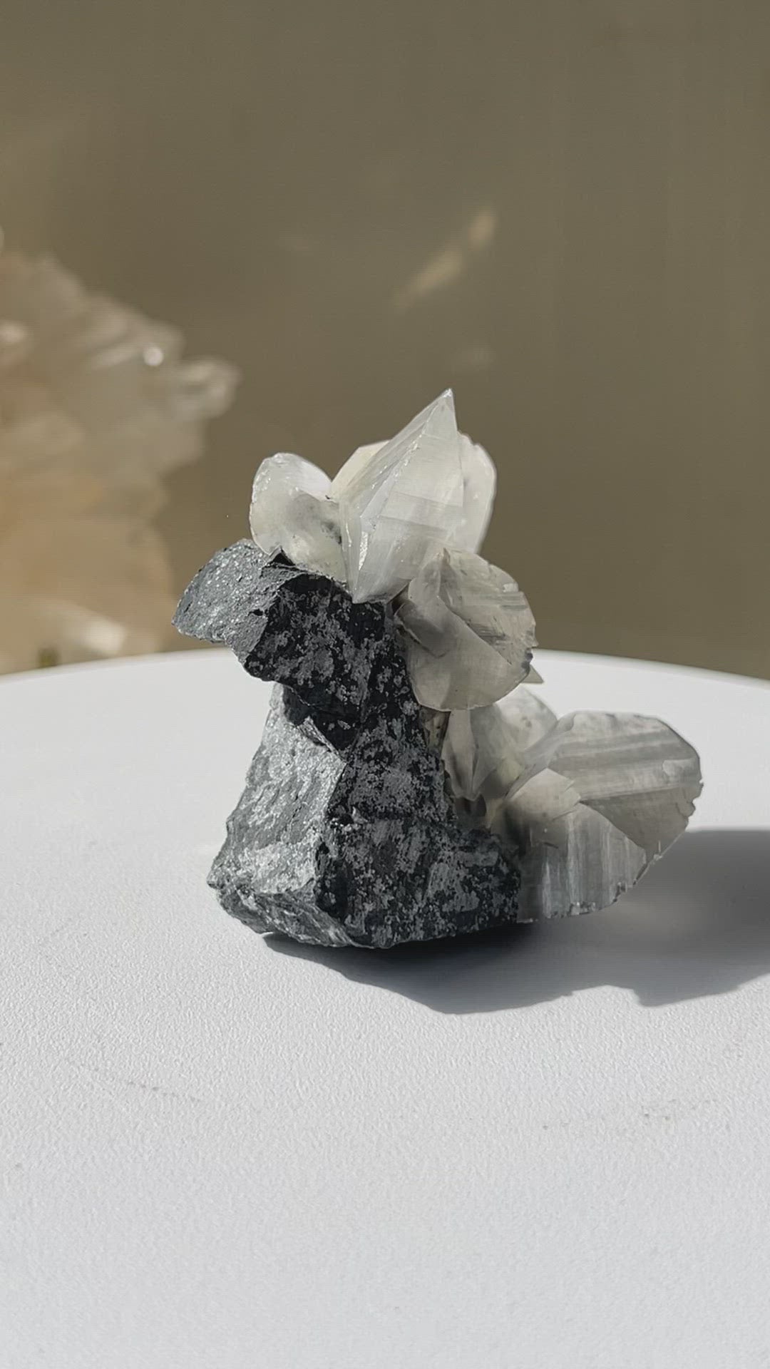 [Ixora] Shell Calcite on Stand