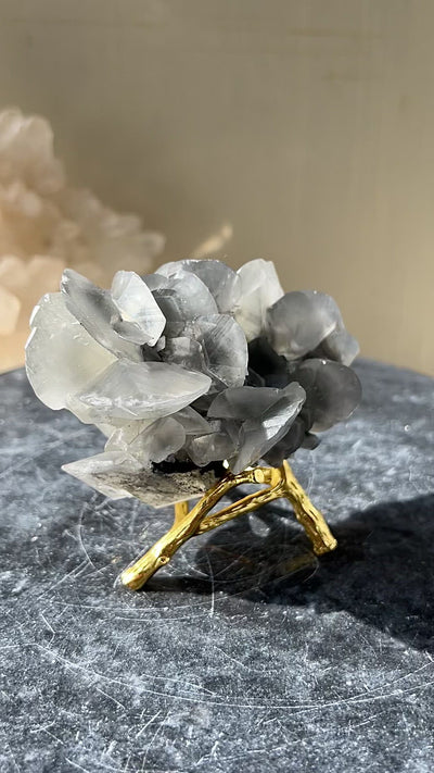 [Ixora] Shell Calcite on Stand