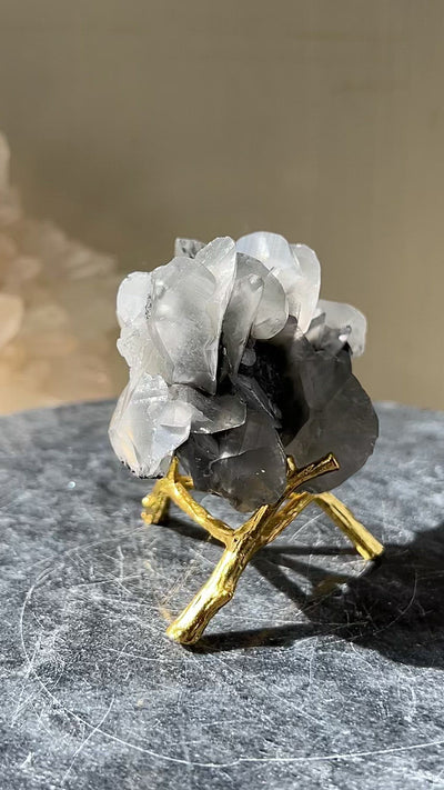 [Acacia] Shell Calcite on Stand