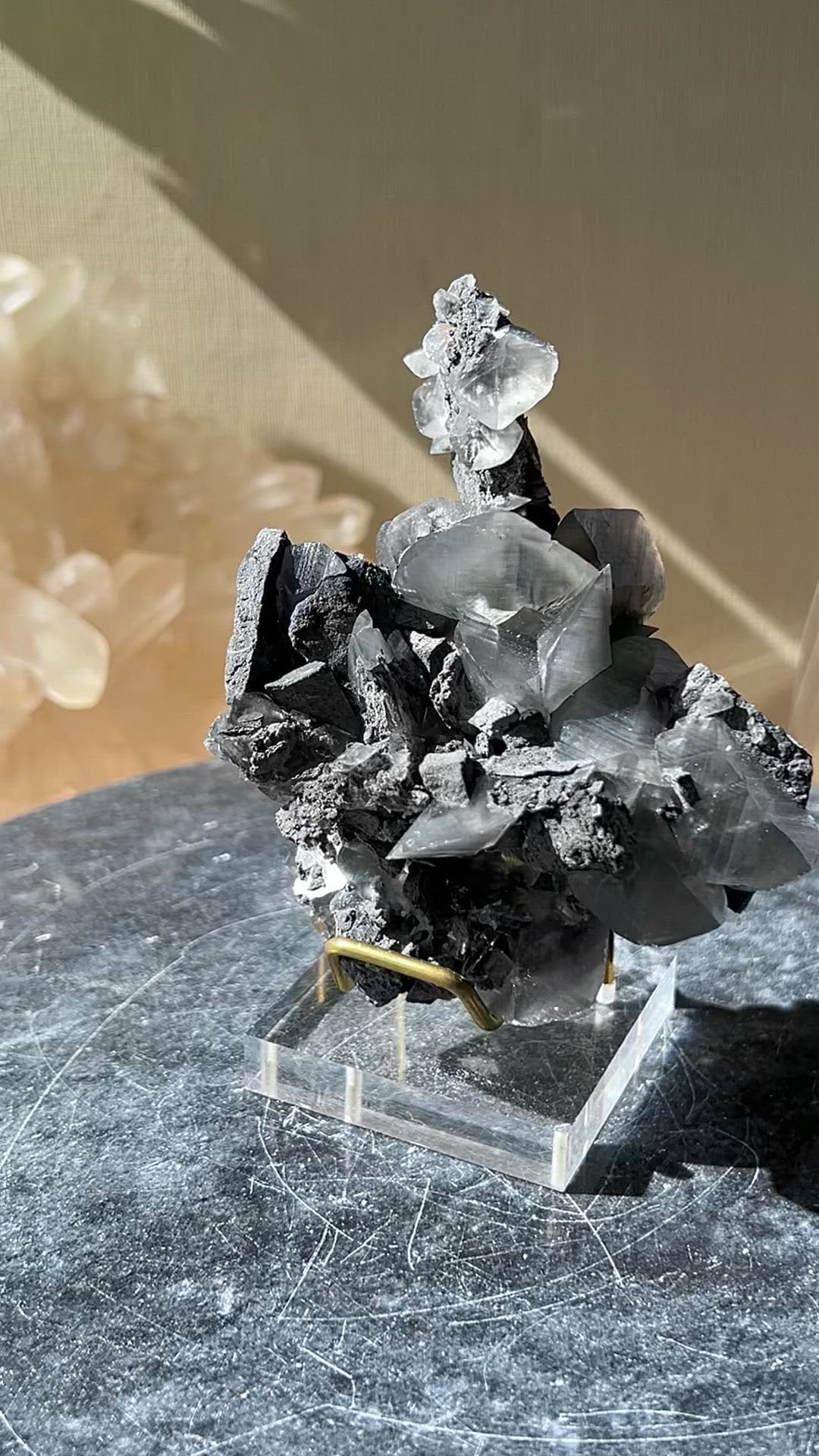 [Xyris] Shell Calcite on Stand