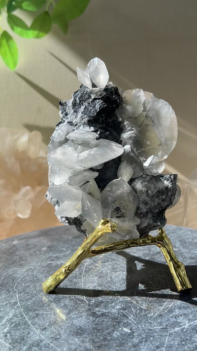 [Valerian] Shell Calcite on Stand