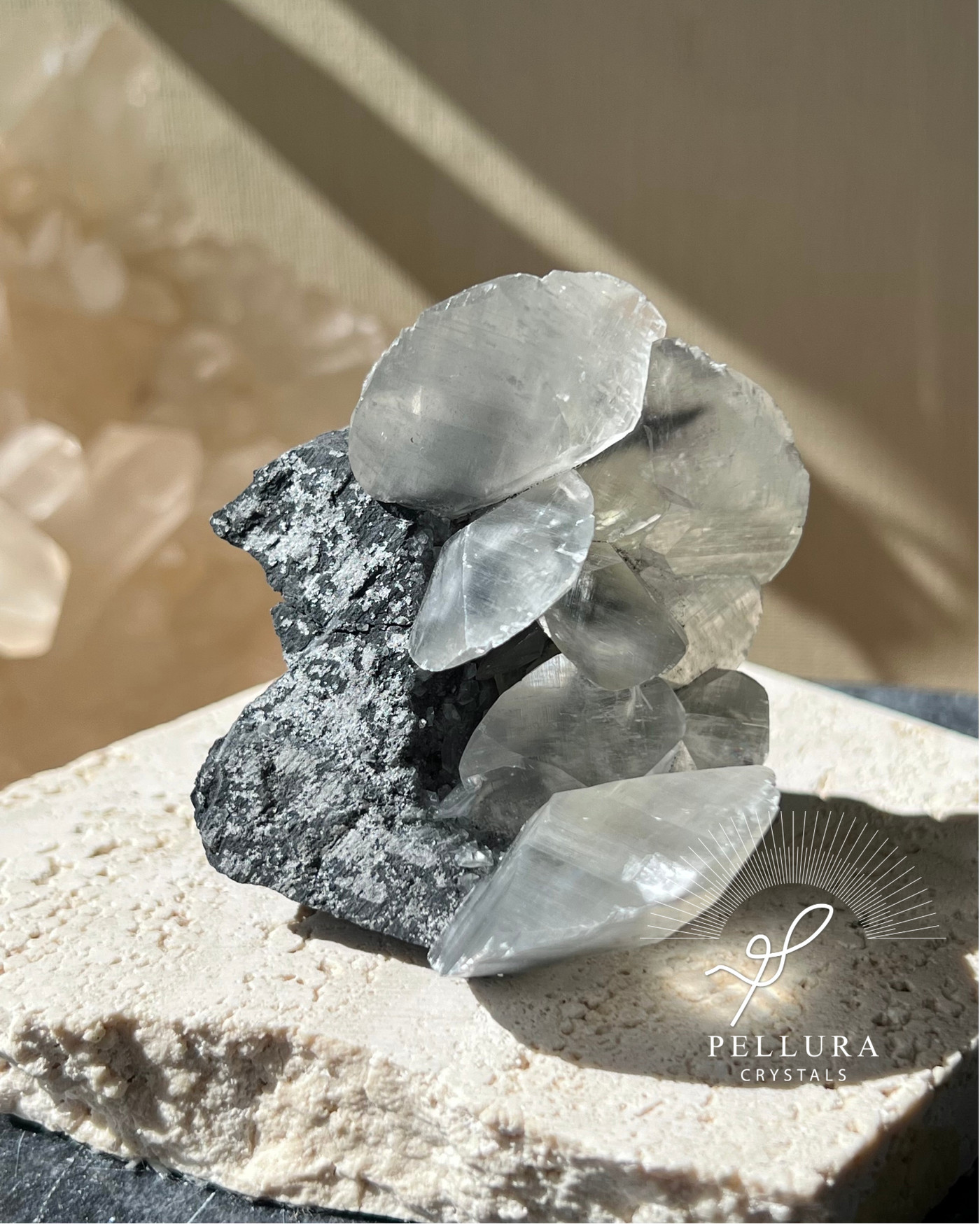 [Ixora] Shell Calcite on Stand