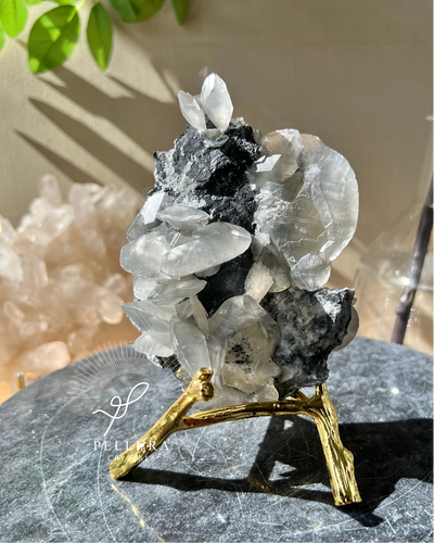 [Valerian] Shell Calcite on Stand