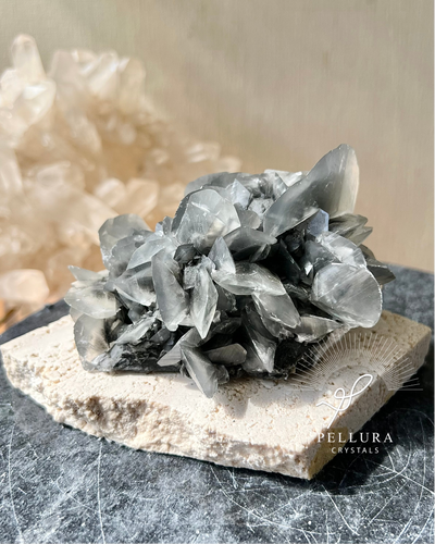 [Black Rose] Shell Calcite on Stand (Premium Piece)