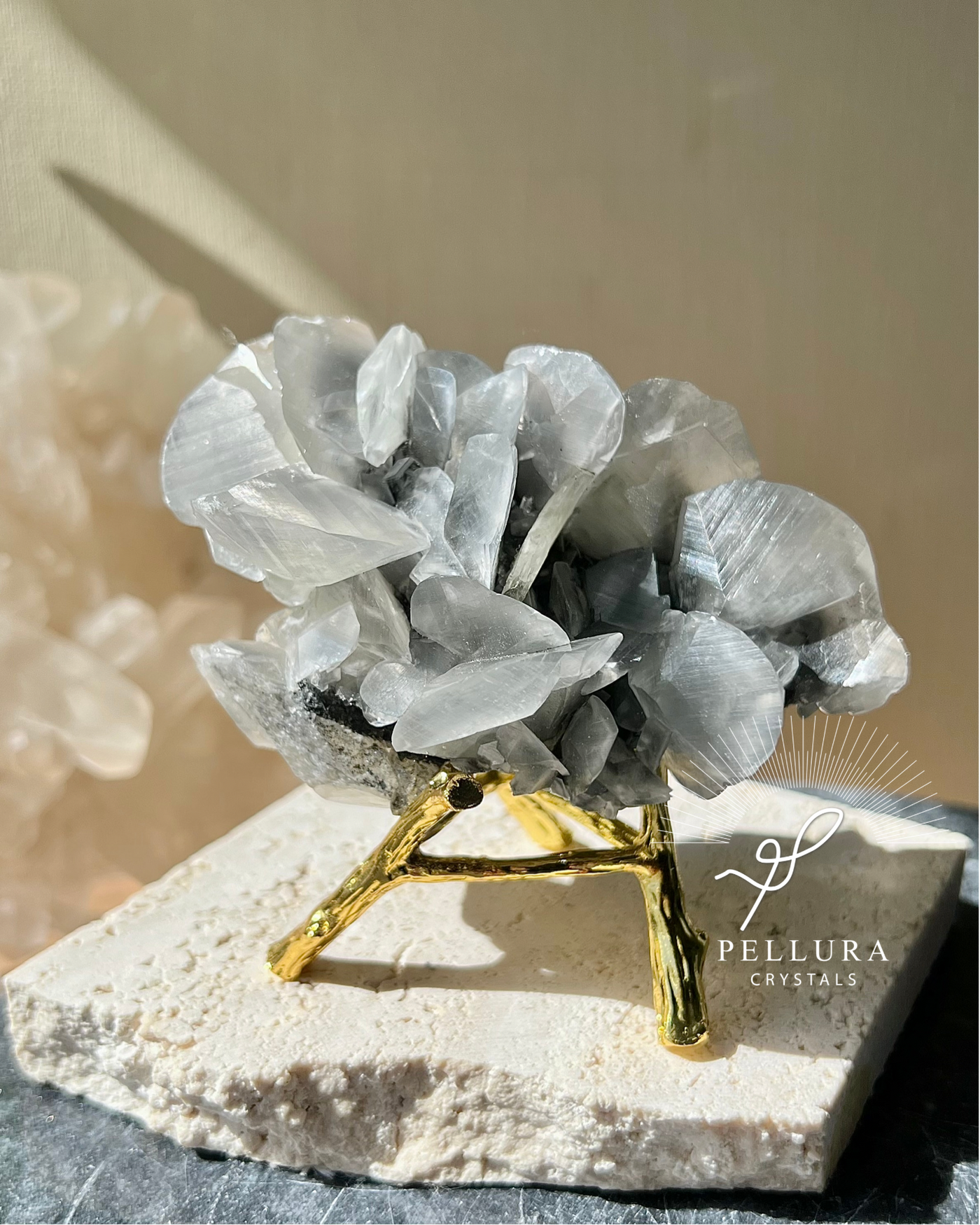 [Ixora] Shell Calcite on Stand