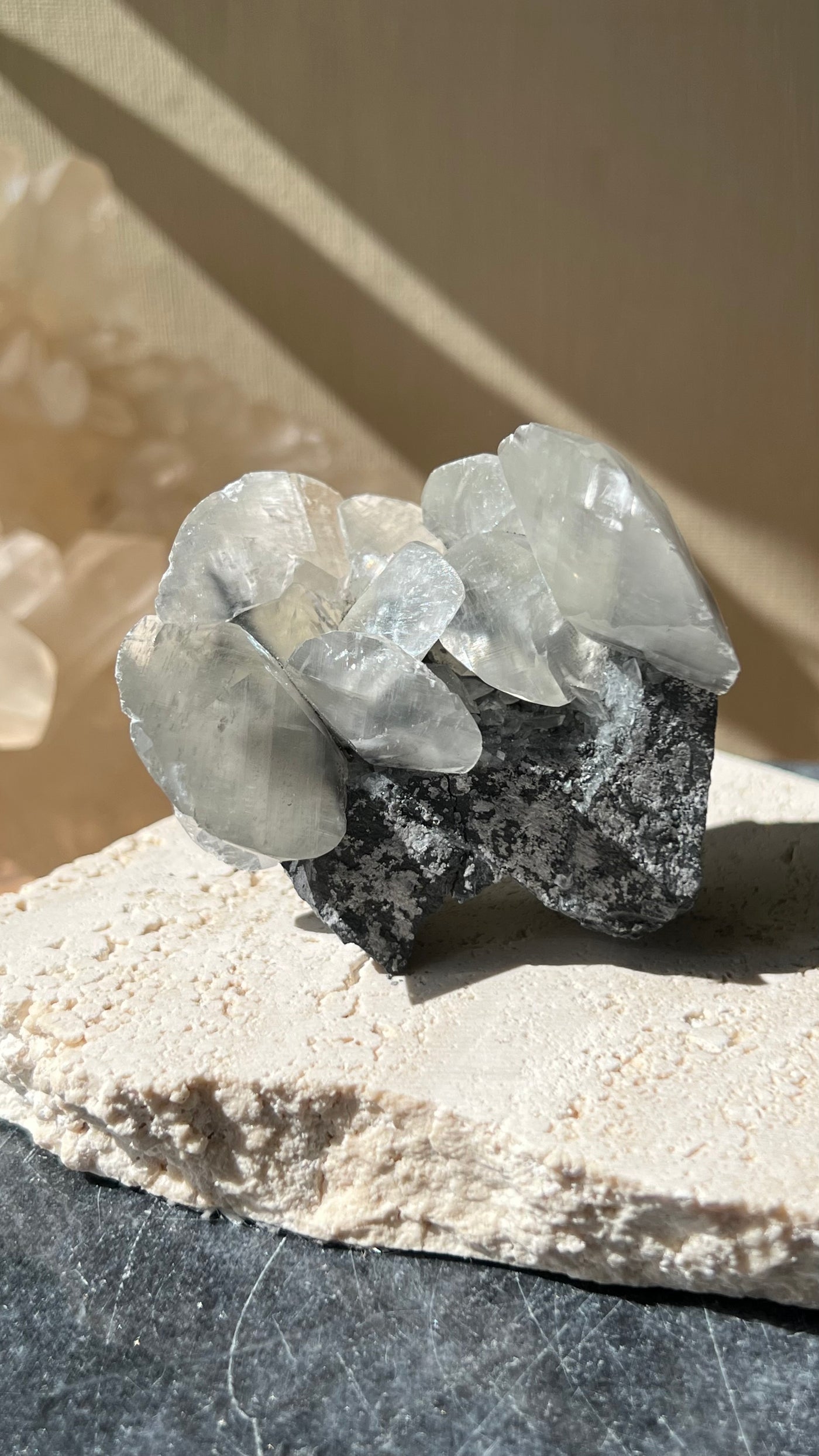 [Ixora] Shell Calcite on Stand