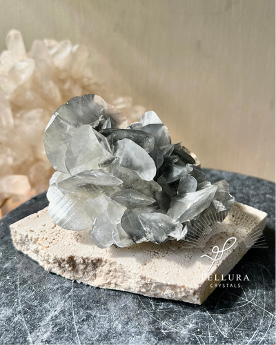 [Black Rose] Shell Calcite on Stand (Premium Piece)