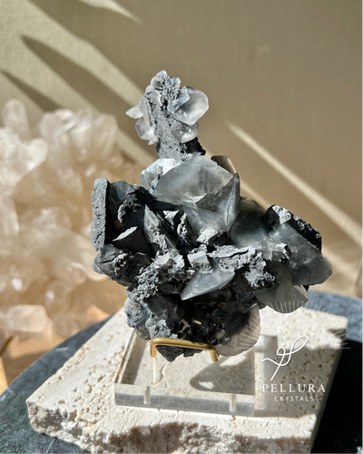 [Xyris] Shell Calcite on Stand