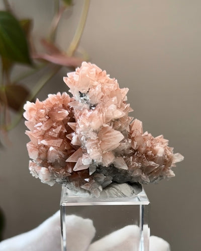 Pink Dogtooth Calcite